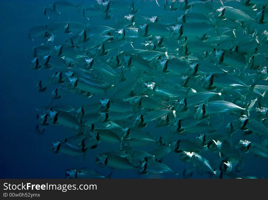 Striped mackerel (rastrelliger kanagurta)