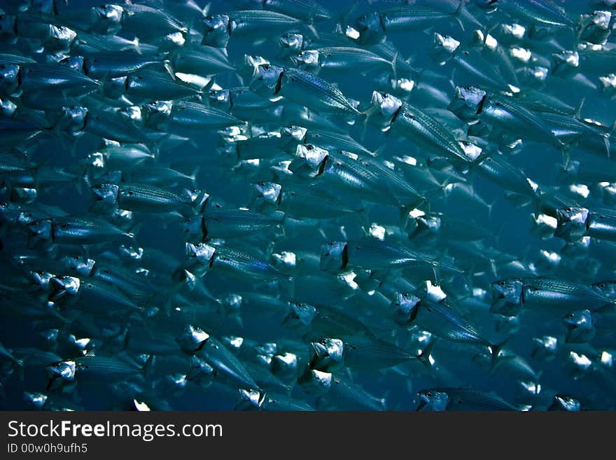 Striped mackerel (rastrelliger kanagurta) taken in Middle Garden.