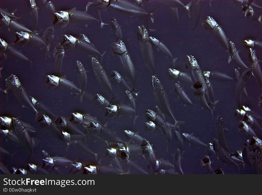 Striped Mackerel (rastrelliger Kanagurta)