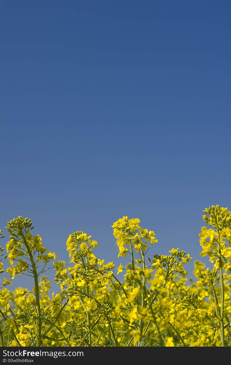 Oilseed rape field during summer with blue sky landscape