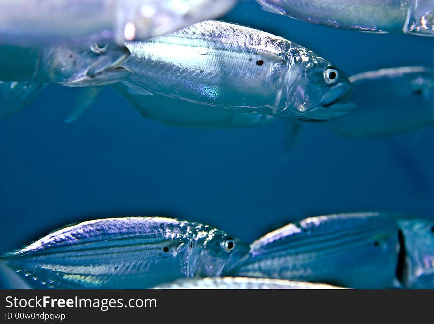 Striped mackerel (rastrelliger kanagurta) taken in Middle Garden.