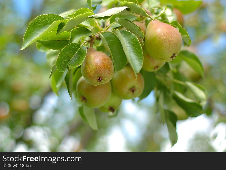 Fresh pears on a tree