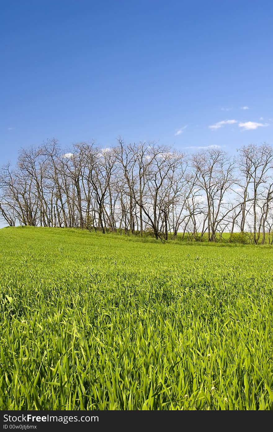 Green grass and blue sky with tree scene