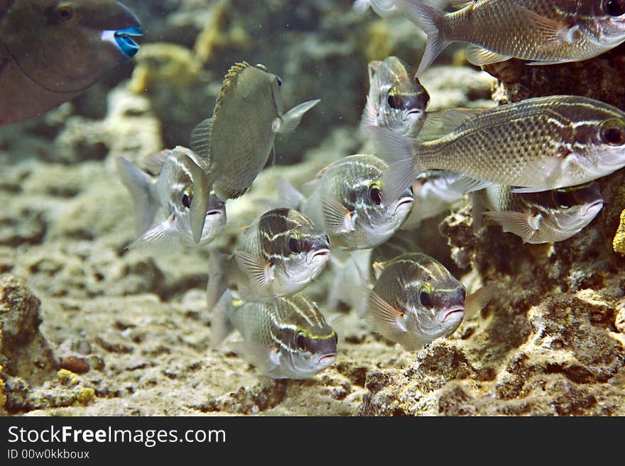 Red sea seabream (diplodus noct) taken in Middle Garden.