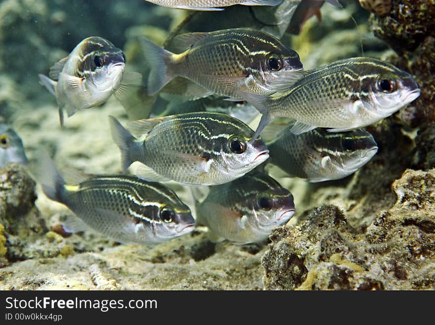 Red Sea Seabream (diplodus Noct)