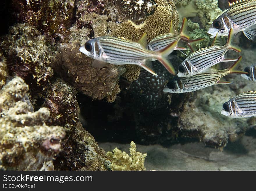 Spotfin squirrelfish (neoniphon sammara) taken in Middle Garden.