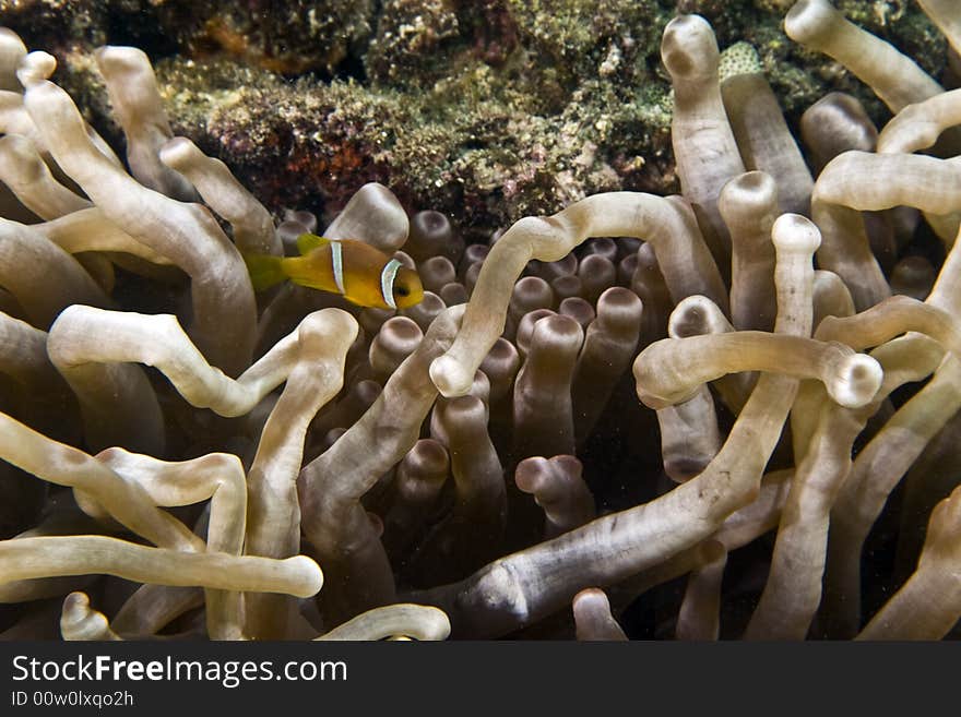 Red sea anemonefish (Amphipiron bicinctus) and bub