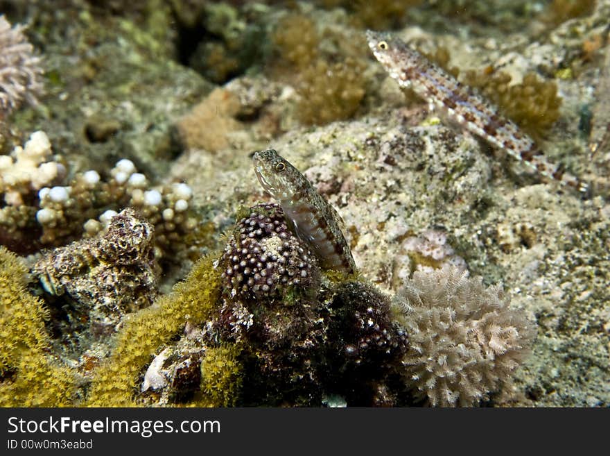 Reef Lizardfish (synodus Variegatus)