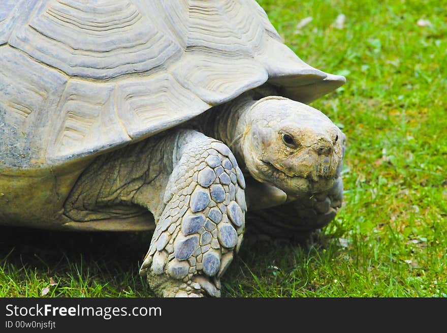 Giant turtle takes a walk on the grass