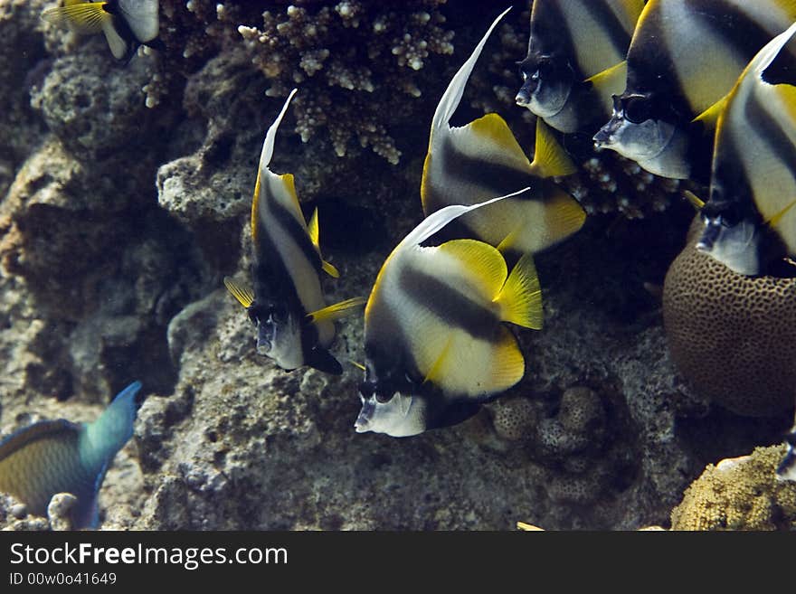 Red sea bannerfish (heniochus intermedius) taken in Middle Garden.