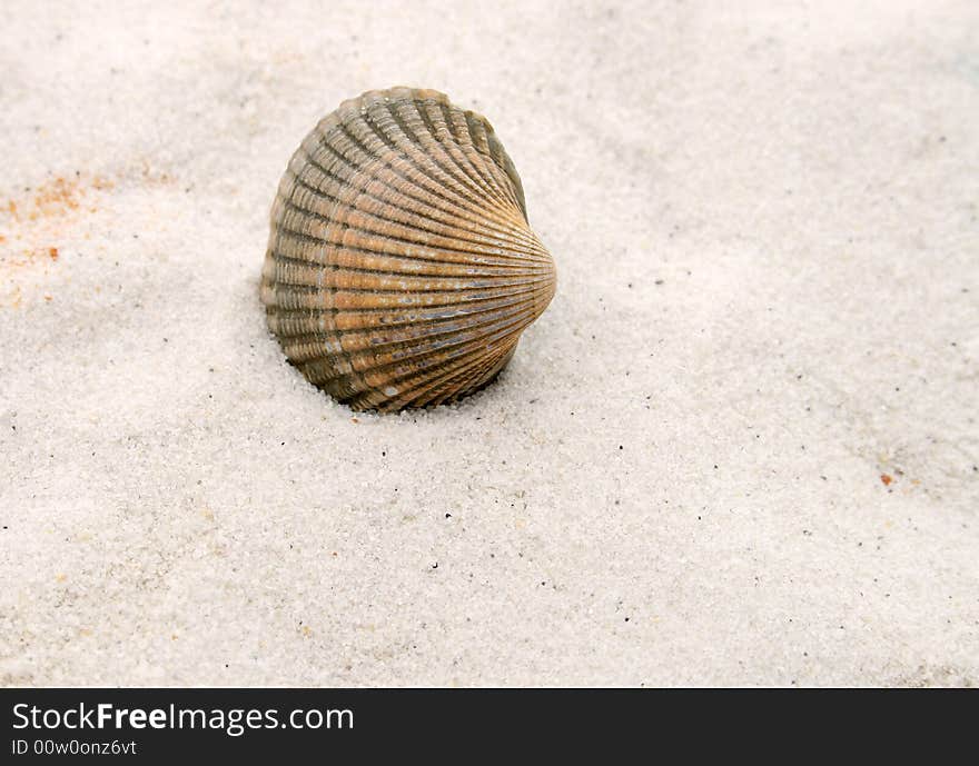 A sea shell on a beach