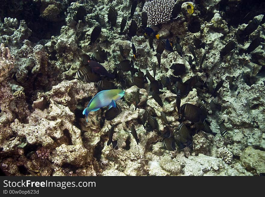 Coral and fish taken in Middle Garden.