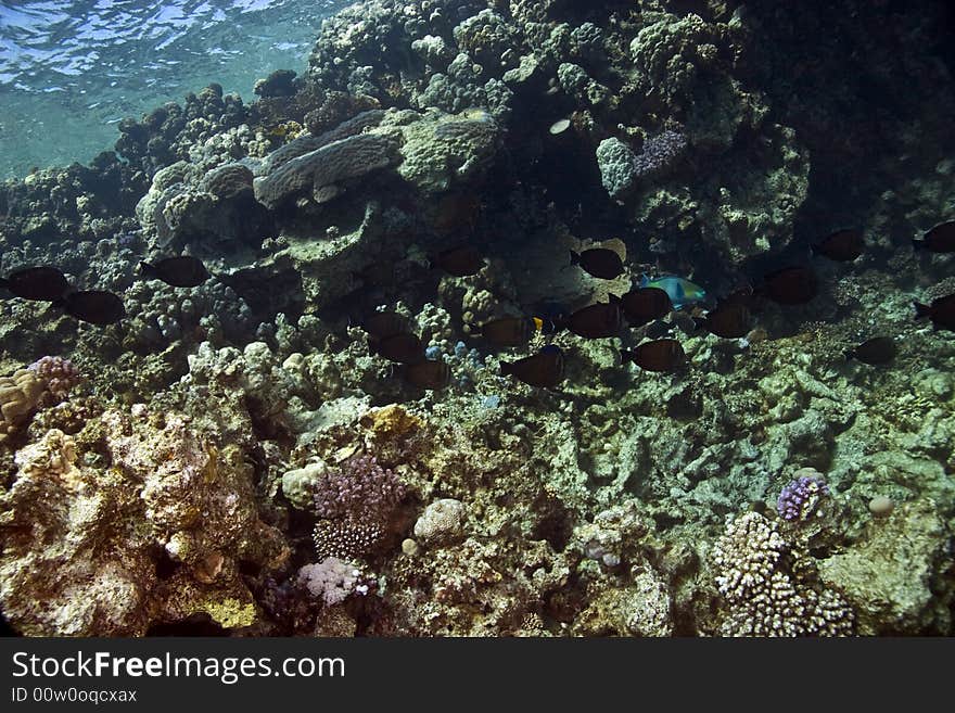 Manyspine cherubfish (centropyge multispinis)