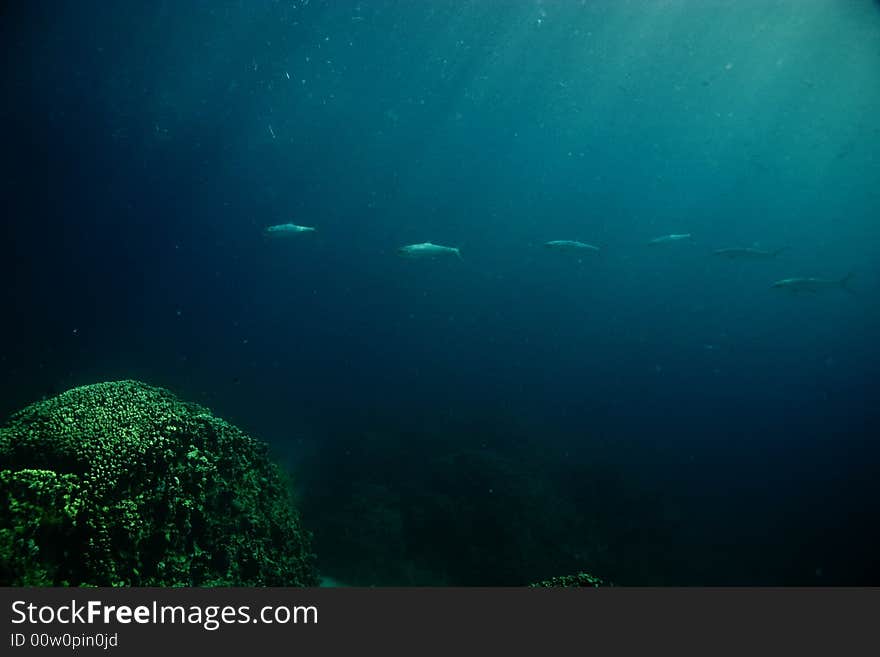 Milkfish (chanos chanos)  taken in Middle Garden.