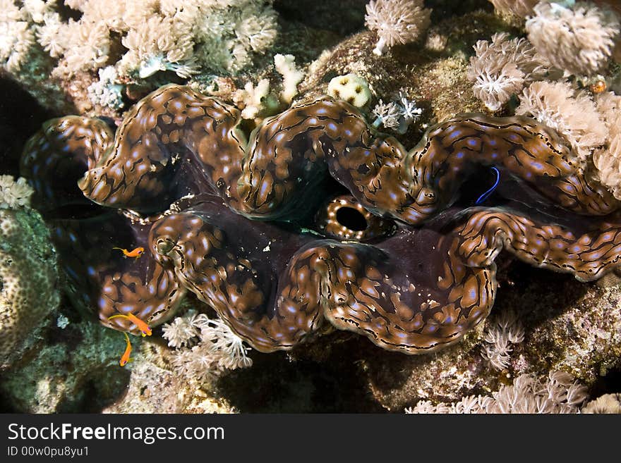 Common giant clam (tridacna maxima) taken in Middle Garden.