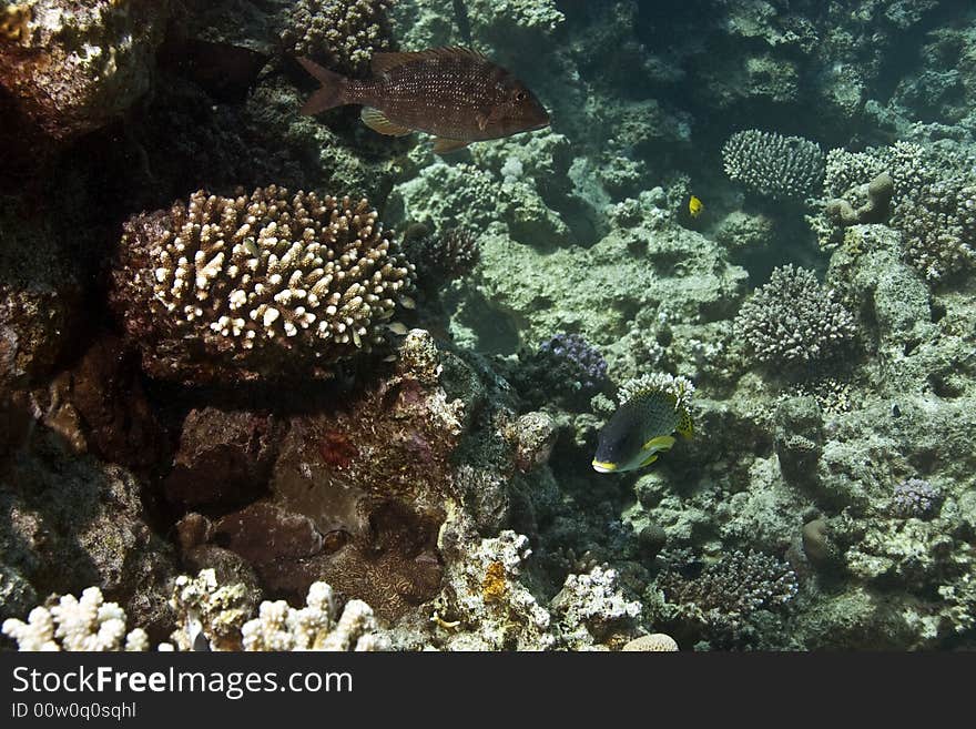 Coral and fish taken in Middle Garden.