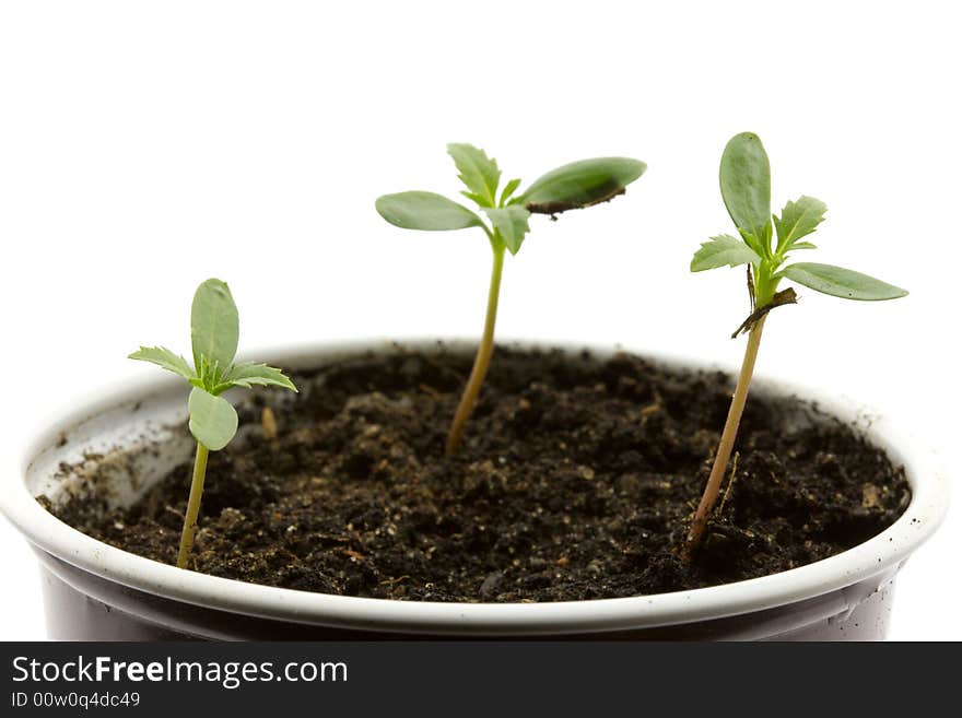 Three seedlings in a pot, isolated on white. Three seedlings in a pot, isolated on white