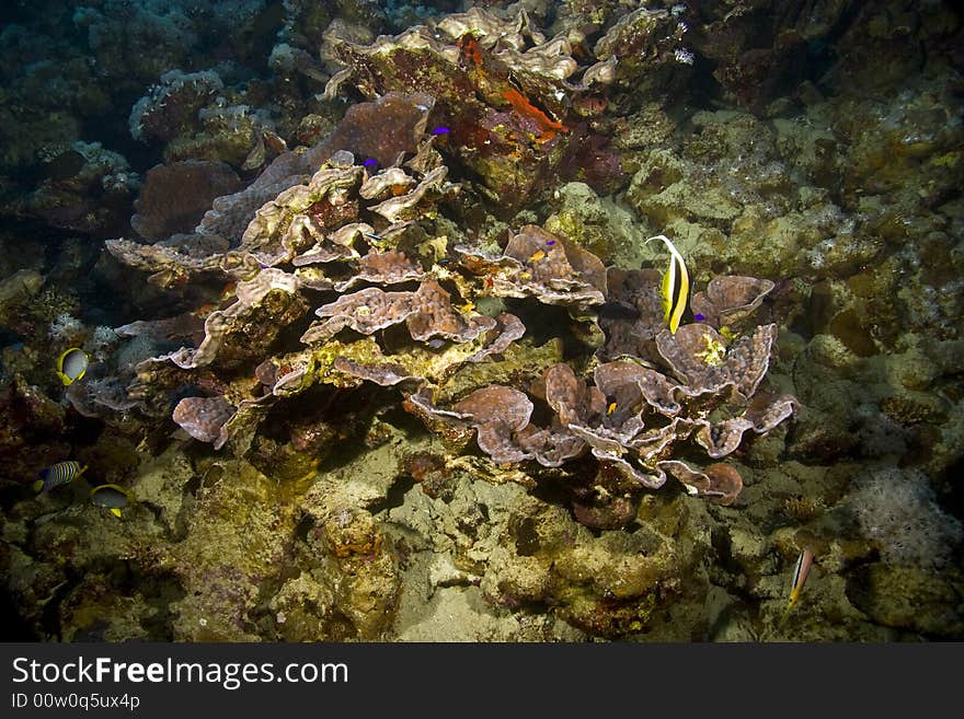 Coral And Fish