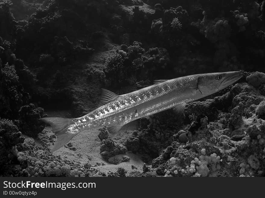 Blackfin barracuda (sphyraena qenie)