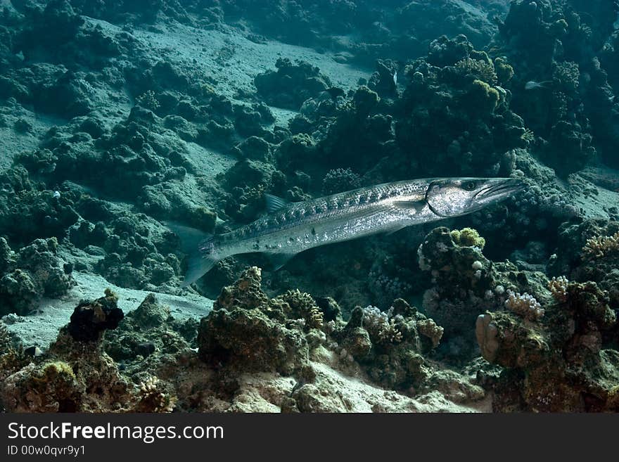 Blackfin Barracuda (sphyraena Qenie)