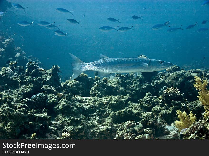 Blackfin Barracuda (sphyraena Qenie)