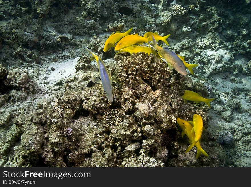 Red sea goatfish (parpeneus forsskali)taken in Middle Garden.