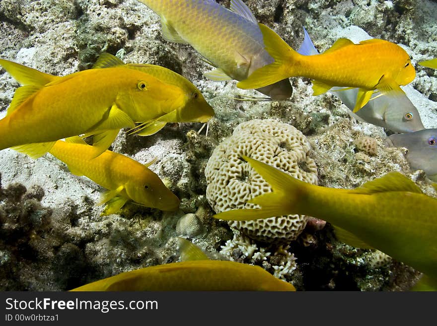 Red Sea Goatfish (parpeneus Forsskali)