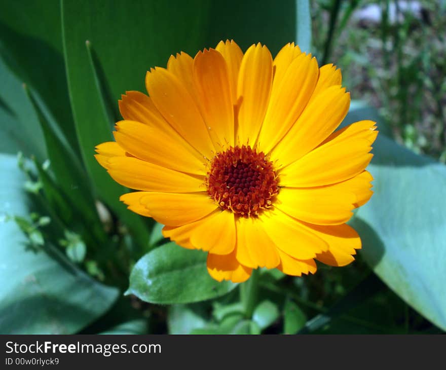 Orange Flower