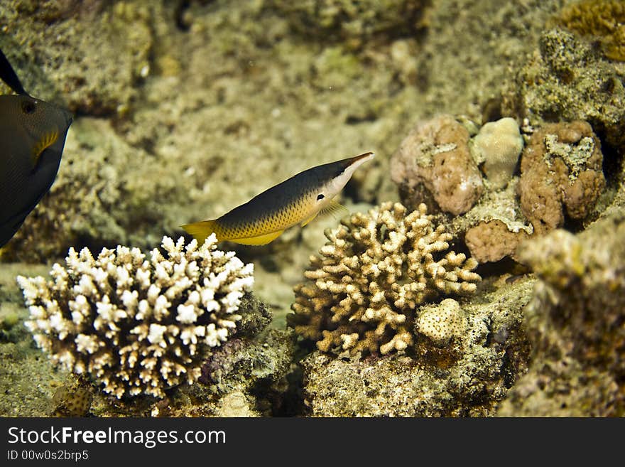 Indian bird wrasse (gomphosus caeruleus)