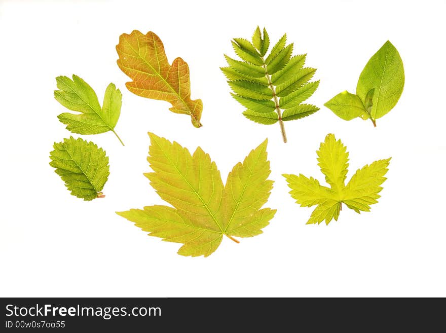 A group of Spring leaves back-lit and isolated on white. A group of Spring leaves back-lit and isolated on white