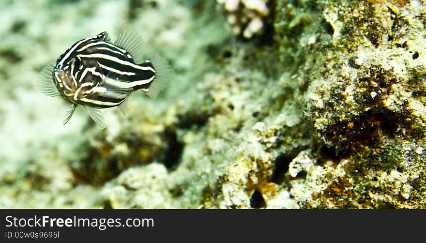 Sixstriped soapfish (grammistes sexlineatus)