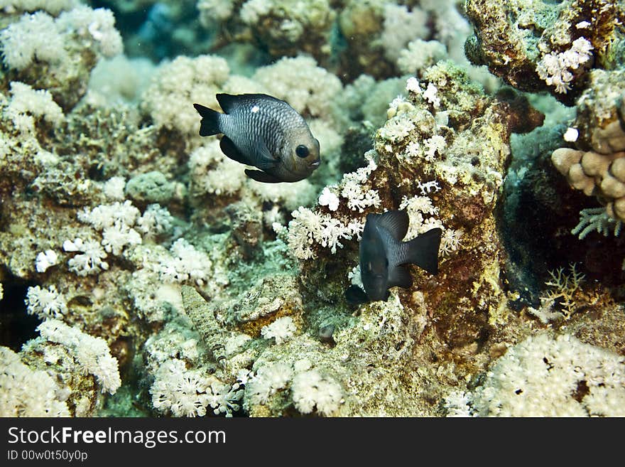 Three-spot dascyllus (dascyllus trimaculatus)