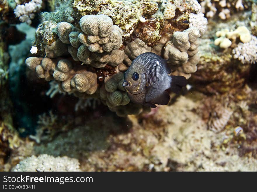 Three-spot dascyllus (dascyllus trimaculatus)