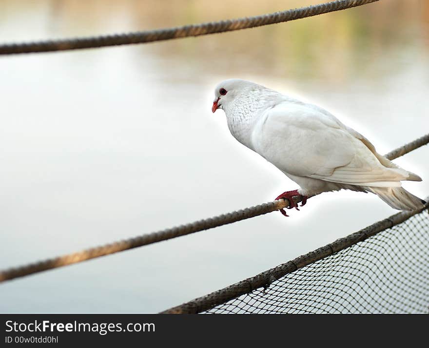 A pigeon rests on a rope