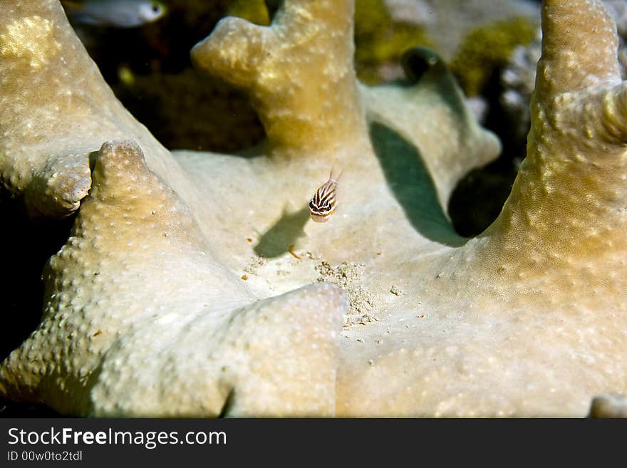 Aqaba cardinalfish (cheilodipterus lachneri)