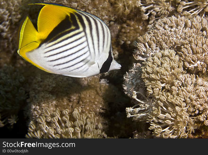 Threadfin butterflyfish (chaetodon auriga) taken in Middle Garden.