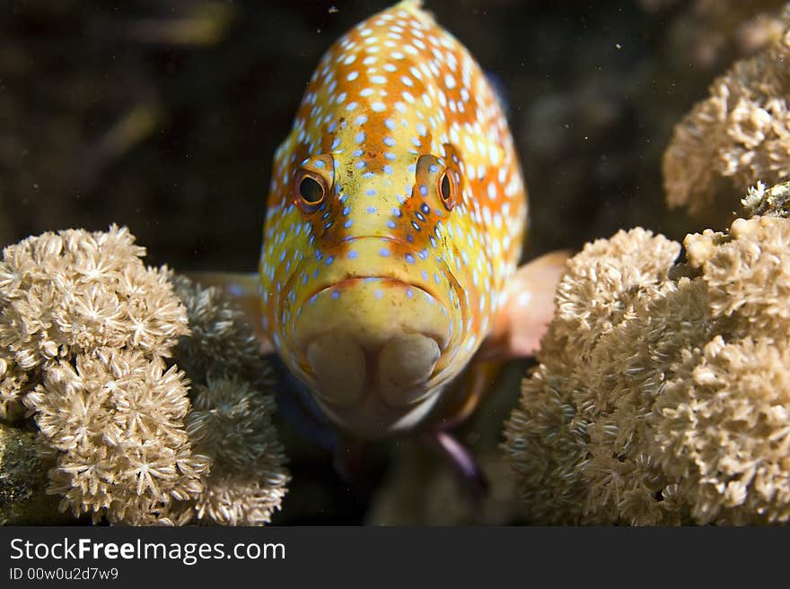 Coral hind (cephalopholis miniata)