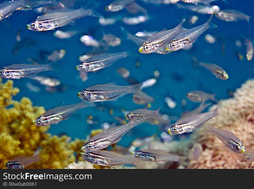 Golden Sweepers (parapriacanthus Ransonneti)