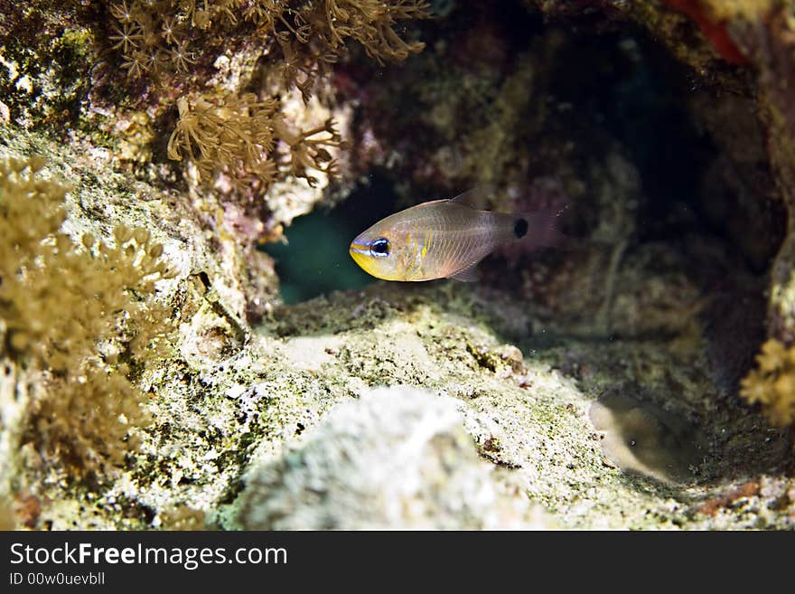 Aqaba cardinalfish (cheilodipterus lachneri)