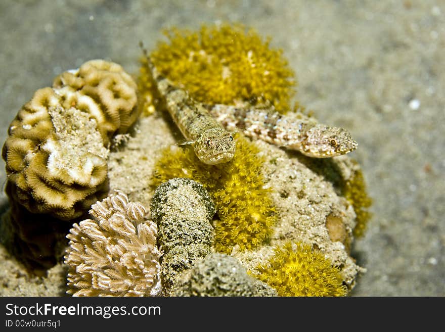 Reef Lizardfish (synodus Variegatus)