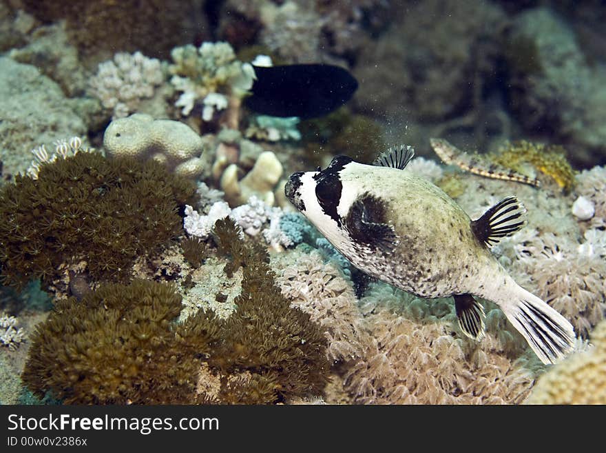 Masked puffer (arothron diadematus)