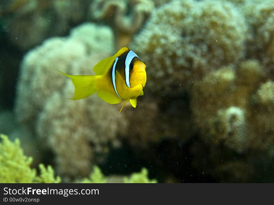 Red sea anemone fish (Amphipiron bicinctus) taken in Middle Garden.