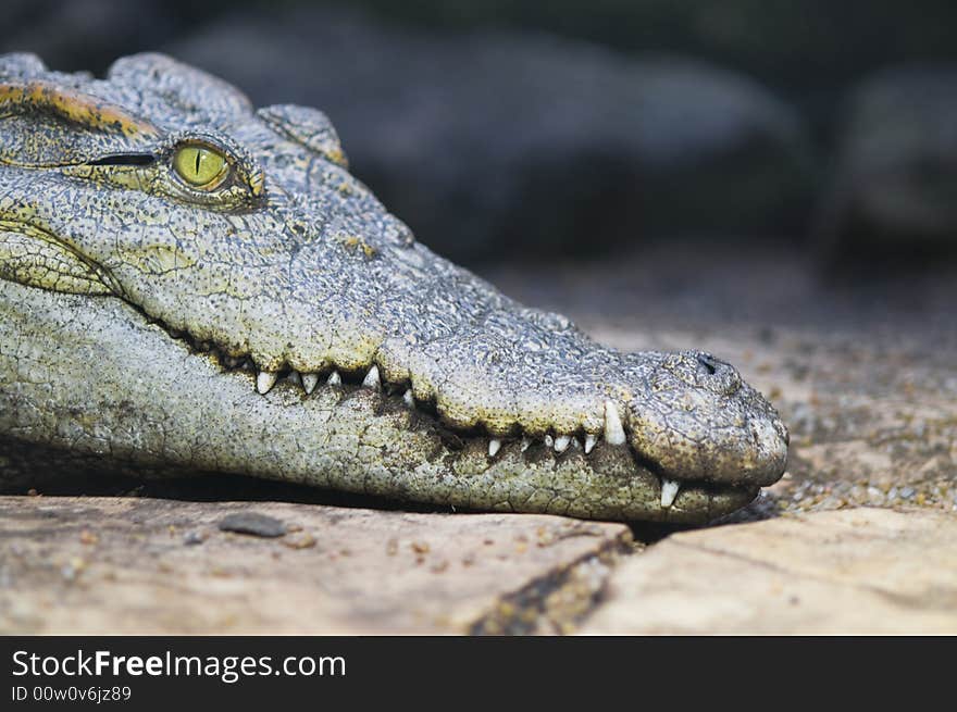 Head of a Crocodile with a big green eye. Head of a Crocodile with a big green eye