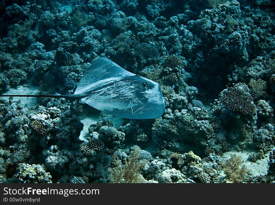 Black-Blotched Stingray (Taeniura meyeni) taken in Middle Garden.