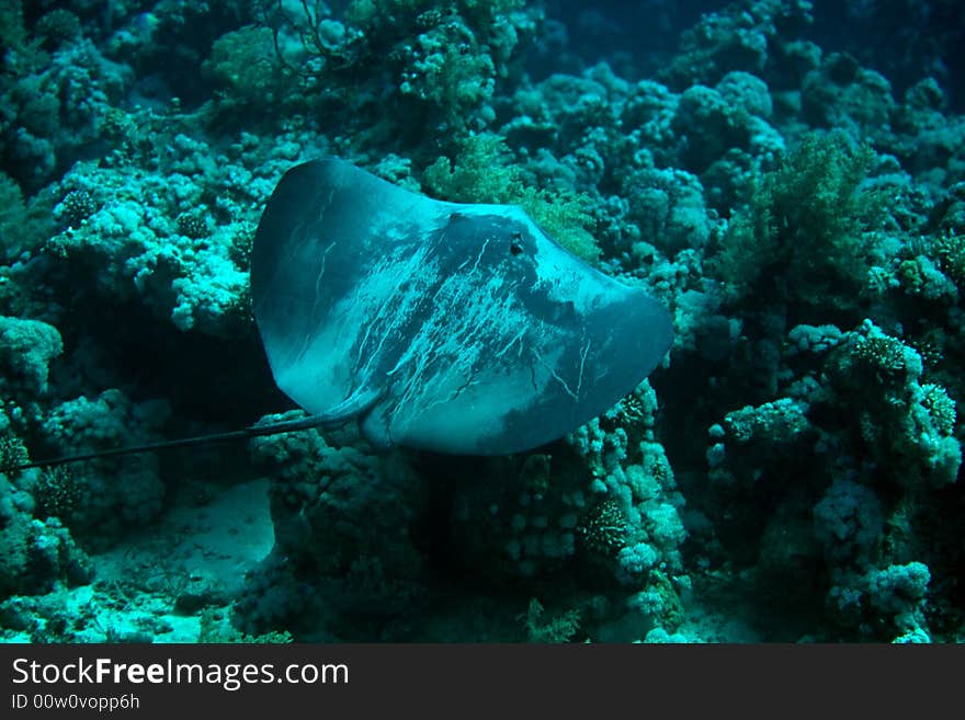 Black-Blotched Stingray (Taeniura meyeni)