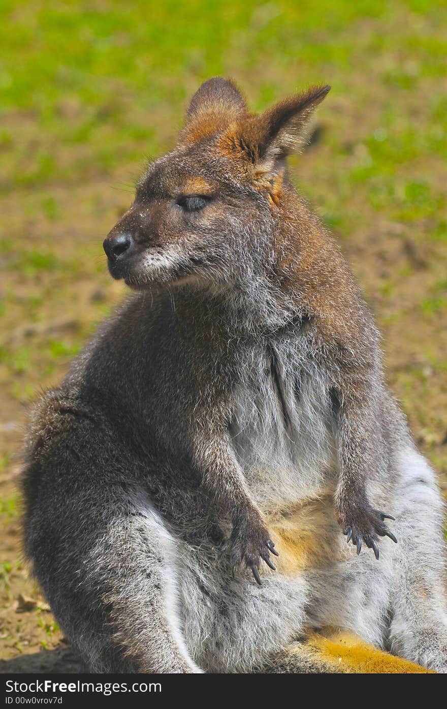 Kangaroo