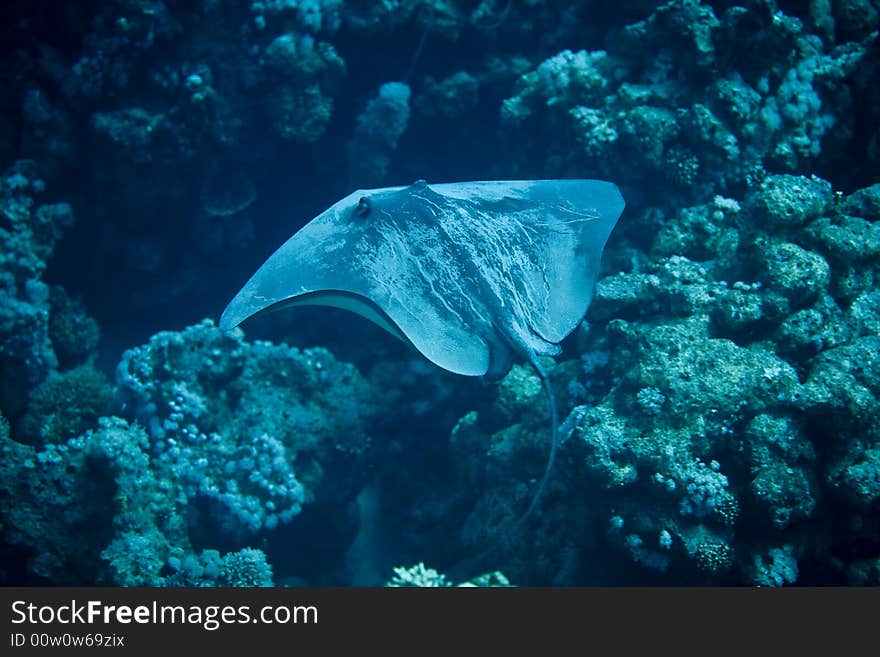 Black-Blotched Stingray (Taeniura Meyeni)