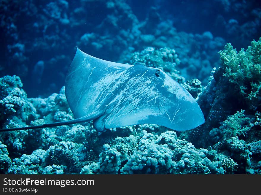 Black-Blotched Stingray (Taeniura Meyeni)