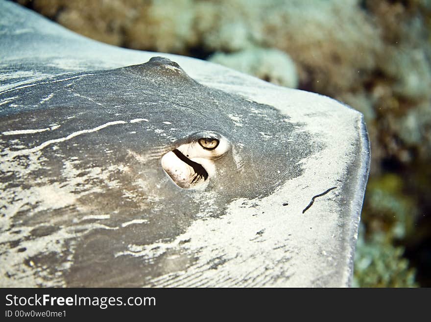 Black-Blotched Stingray (Taeniura meyeni) taken in Middle Garden.