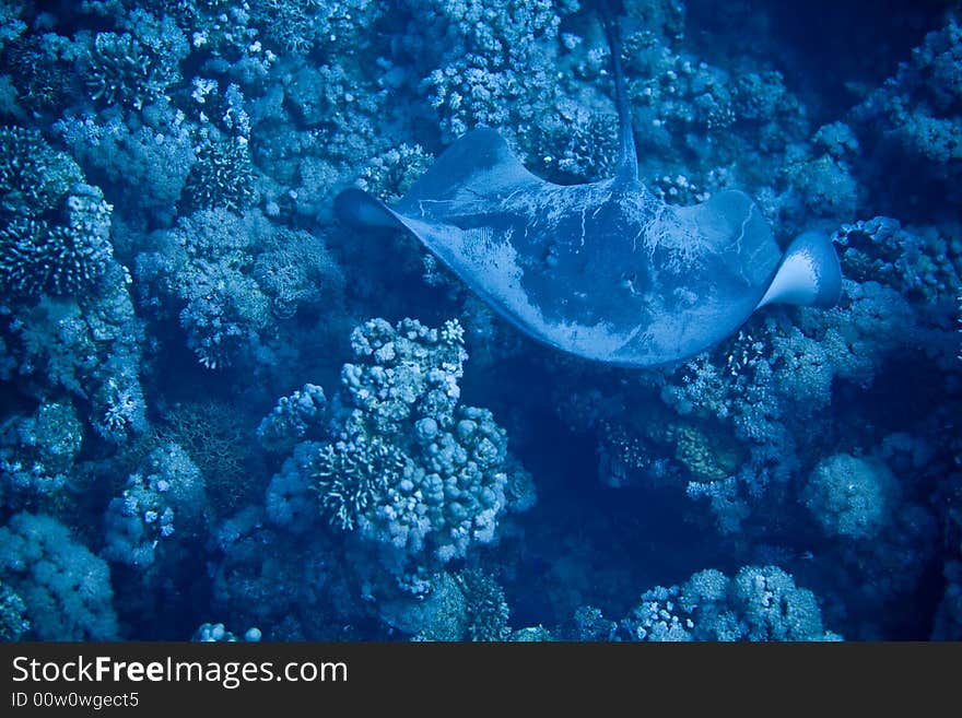 Black-Blotched Stingray (Taeniura meyeni)